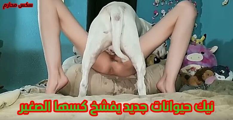 سكس بنت مع كلب فيلم نيك حيوانات جديد يفشخ كسها الصغير