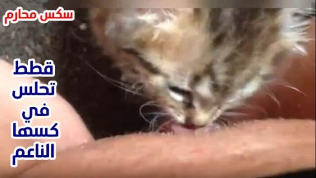 سكس قطط مثير مع بنت هايجة تتناك من قط كبير يلحس كسها بقوه