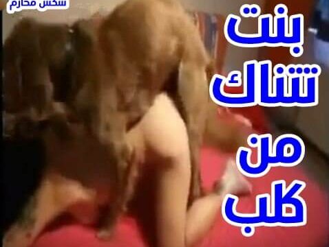 شاهد سكس كلب مع بنت هايجه سكس كلاب نيك محارم