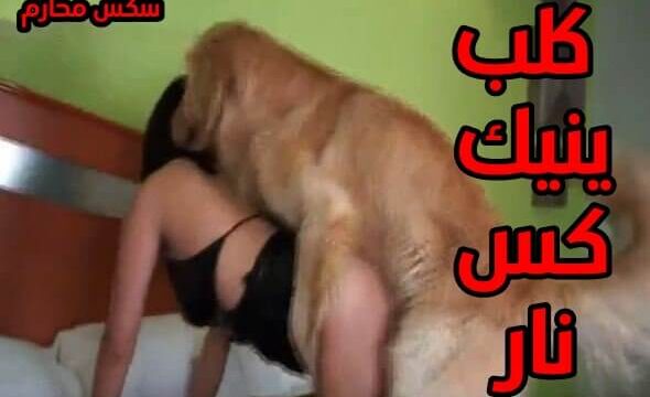 كس مع كلب خبره في الجنس ينيكها ويمتع كسها سكس حيوانات