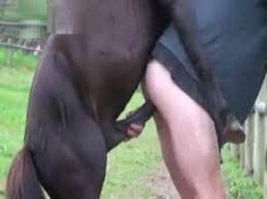 سكس حيوانات